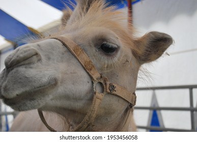 A Camel Inside A Circus Tent