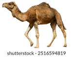 Camel isolated on white background.