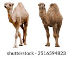 Camel isolated on white background.