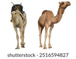 Camel isolated on white background.