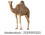 Camel isolated on white background.