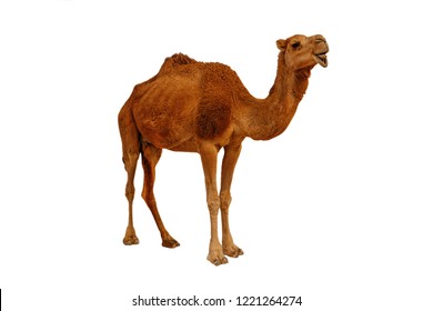 Camel isolated on the white background