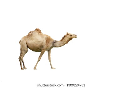 Camel Isolated On White Background