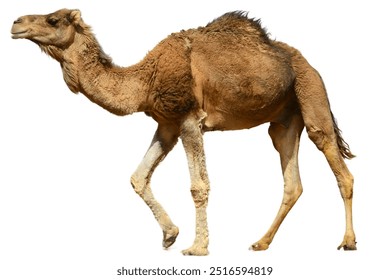 Camel isolated on white background.