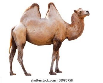 Camel Isolated On A White Background