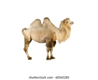 Camel Isolated On A White Background
