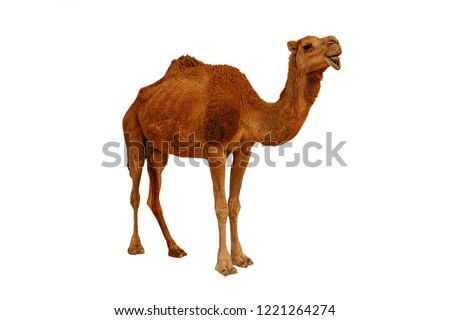 Camel isolated on the white background