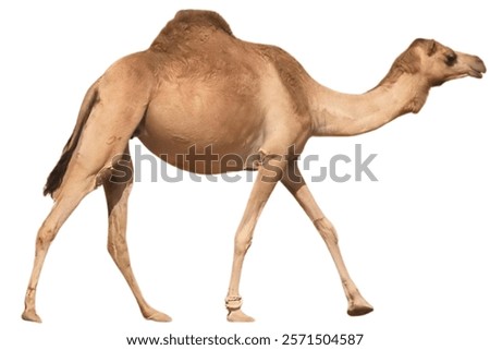 camel isolated on white background.
