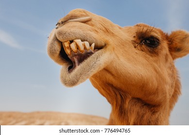 Camel in Israel desert, funny close up