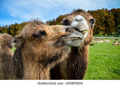 17 Bavarian camel Images, Stock Photos & Vectors | Shutterstock