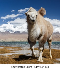 Camel At Lake Karakul, Xinjiang