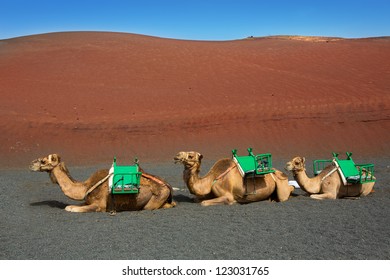 Camel In Lanzarote In Timanfaya Fire Mountains At Canary Islands