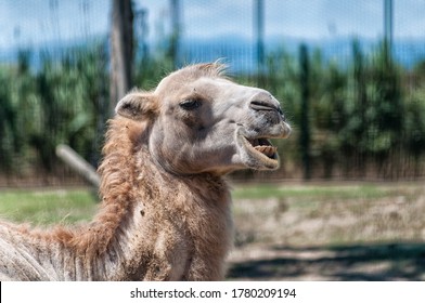 
Camel Laughing In The Amusement Park