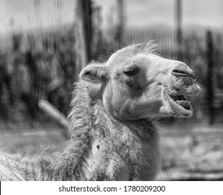 
Camel Laughing In The Amusement Park