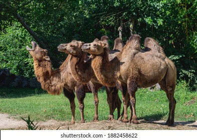 Camel Laughing Near Two Side By Side Camels Resting In The Sun Light