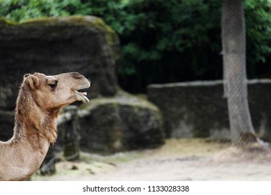 Camel Laughing Out Loud