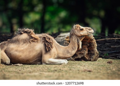 Camel laying on the grass with a bit of winter fur leftover the skin.   - Shutterstock ID 1207712698
