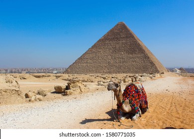 Camel Laying On The Ground In Front Of The Great Pyramid Of Giza. Wide Angle View Of Great Pyramid Of Giza (pharaoh Khufu Pyramid), Egypt