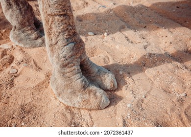 Camel legs close-up on sand background