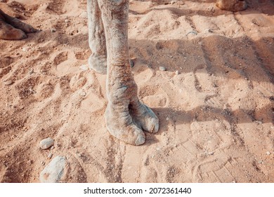 Camel legs close-up on sand background