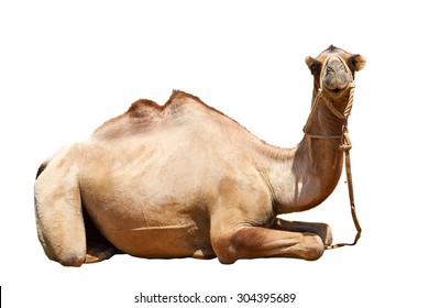 The Camel Lies On A White Background