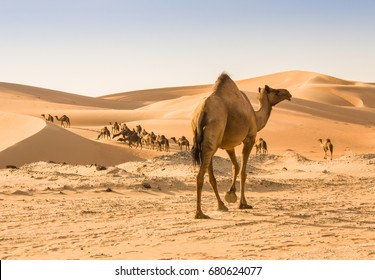 Camel In Liwa Desert