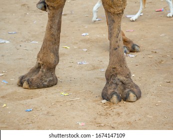 Camel Long Legs and Camel Toe Close up