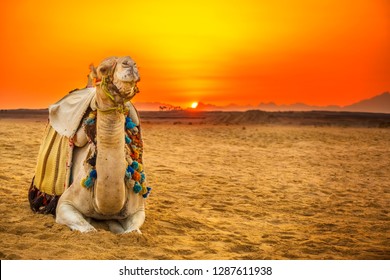 Camel Lying Down In Egyptian Desert At Sunset