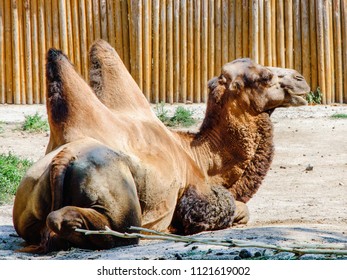 The camel is lying in the ground under the Sun