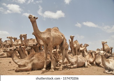 Camel Market In Somalia