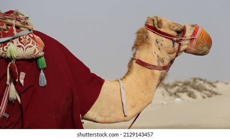 Camel At Messaied Sealine Beach Resort Qatar