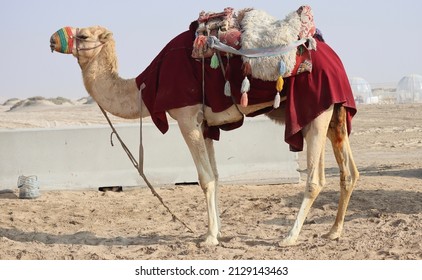 Camel At Messaied Sealine Beach Resort Qatar