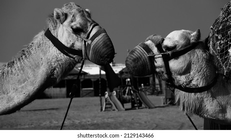 Camel At Messaied Sealine Beach Resort Qatar