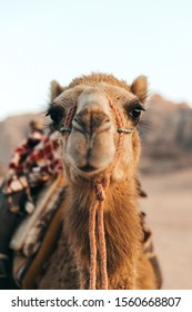 camel in the middle east desert travel