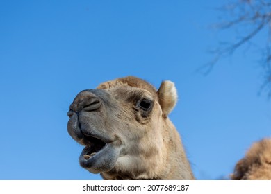 A Camel With Mouth Agape At Smoky Mountain Deer Farm And Exotic Petting Zoo