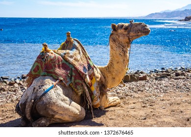 Camel muzzle. Portrait of a camel close up. Egypt, sunny summer day. Desert ship. The camel on background of desert and blue sky and sea.