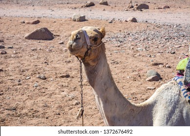Camel muzzle. Portrait of a camel close up. Egypt, sunny summer day. Desert ship. The camel on background of desert and blue sky and sea.