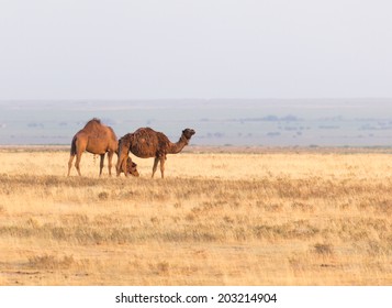 Camel In Nature