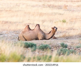 Camel In Nature