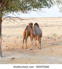 Camel In Nature