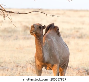 Camel In Nature