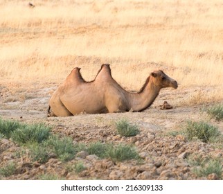 Camel In Nature