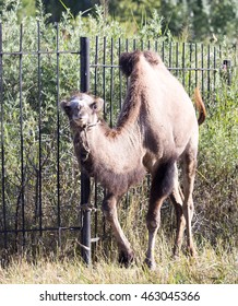 Camel in nature