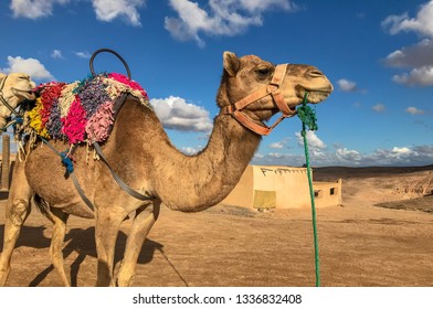 Camel Near Berber Village