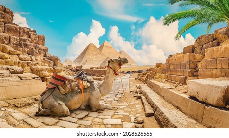 Camel near pyramids in hot desert of Egypt