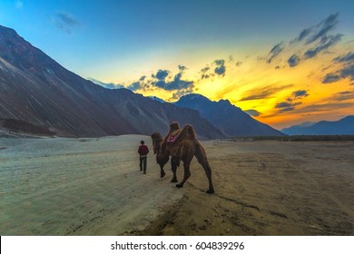 Camel In Nubra Valley, Ladakh, India