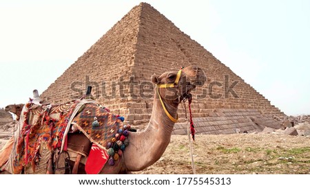 Camel on the background of the Egyptian pyramid