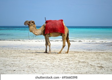 A Camel On A Beach At Djerba Island