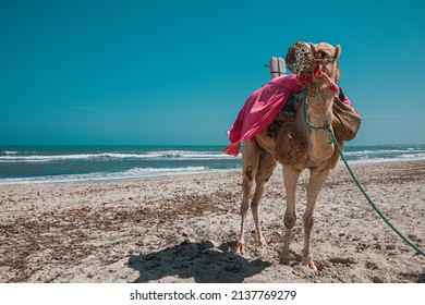 Camel On The Djerba Beach