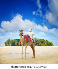 Camel on Dubai Island Beach, United Arab Emirates